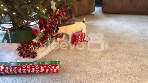 Little dog sticking head in package and playing around Christmas tree