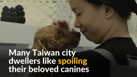 Taiwanese dogs get royal treatment with pooch massages