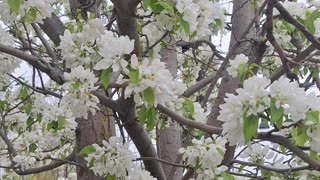 Beautiful white flowers on this crab apple tree.