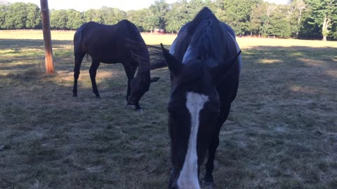 Friendly Horses