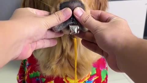 This dog's lung capacity is so good
