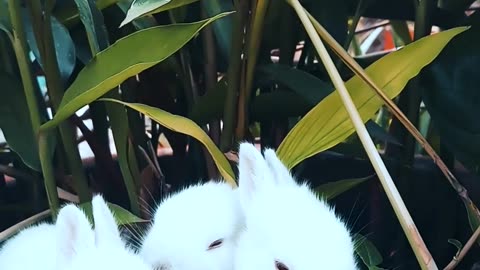 Rabbit Resting On A Pot With A Plant