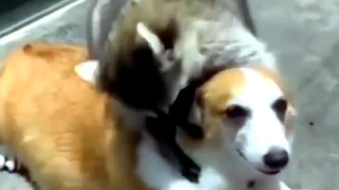 Raccoons Playing with Dogs || Super Video