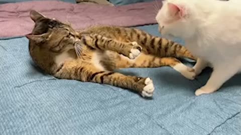 Cat's fight!