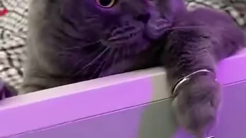 Funny cat 🐈 😻 🐈‍⬛️ 😄 😆 🤣