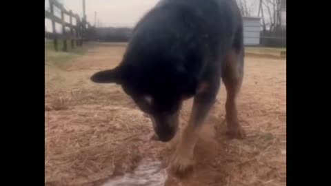 Water-Obsessed Dog on Duty
