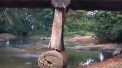 Logging Truck Crossing Wood Bridge FAILS