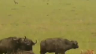 angry buffalo killed lion to save her calf #shorts #lionvsbuffalo