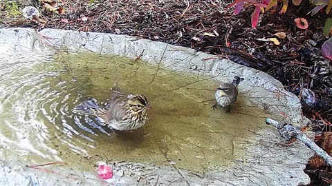 Sparrow and Warbler Share a Bird Bath featuring Sunset Surf by Paul Clifford