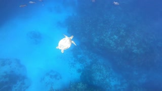 Cooper's Island Snorkel Trip, Bermuda