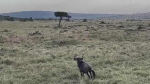 Brave Gemsbok Take Down Lions With Their Horns To Save Bybi