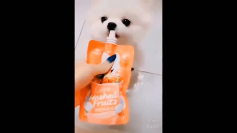 Puppy Drinks Fruit Juice