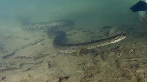 Anacondas in Brazil Adventure - BigAnimals Global Expeditions