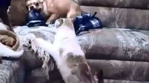 Dog and Cat Fun