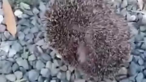 Rescuing a trapped hedgehog
