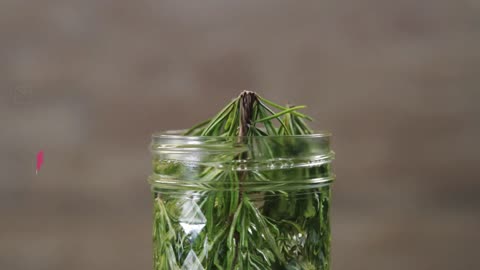 Rosemary Greyhound Cocktail, The Perfect Way to Welcome Spring