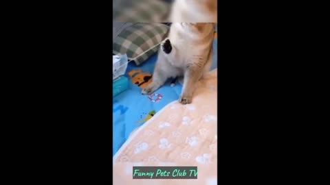 Funny Animal Videos 🤣 Funniest Cats and Dogs Videos 2024