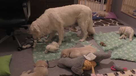 How an experienced dog mother teaches her 8 weeks old puppies to be calm. www.sentfromheaven.at