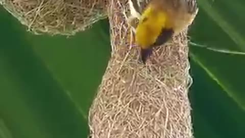 Nature tailors bird and their incredible nest making skills_cute birds
