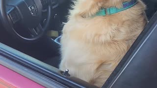 golden retriever driving