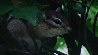 Chipmunk