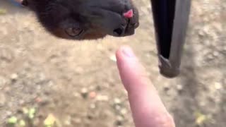 Fruit Bats Are Basically Flying Puppies 😍