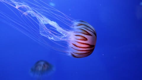 Amazing jellyfish......!!!!!