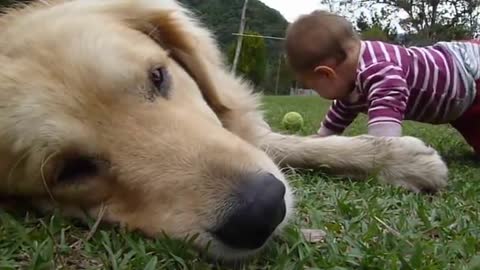 A Golden Retriever, a Baby and a Tennis Ball