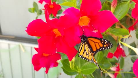 Monarch Just hatched and set free