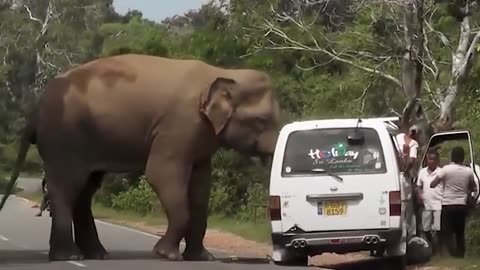 Video triệu view - elephant on the road - Con Voi Trên Phố #convoi #elephant #animalsworld