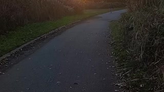 Sunset video