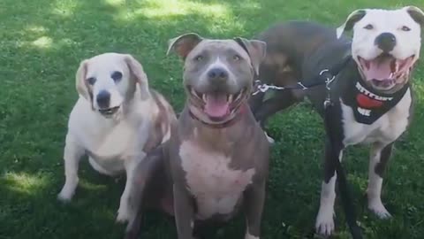 'Aggressive' Pit Bull Dogs Meet New Baby Brother & Help Dad Out of Depression | The Dodo