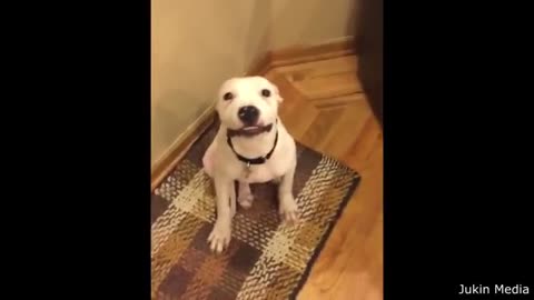 Dog best reactions