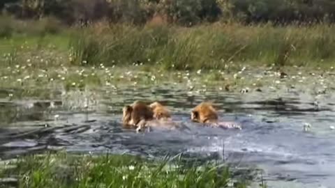 Lions swim across river
