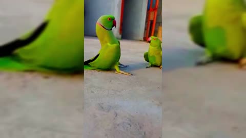 Indian Ringneck Parrot Talking and Loving
