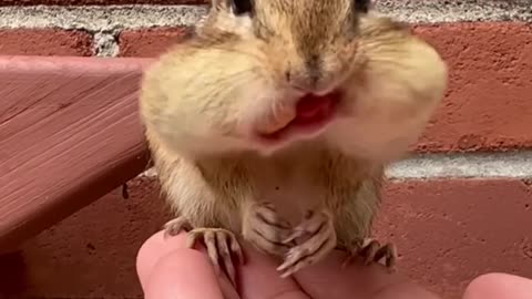 Look at the tongue and teeth of a chipmunk while storing peanuts in her cheeks