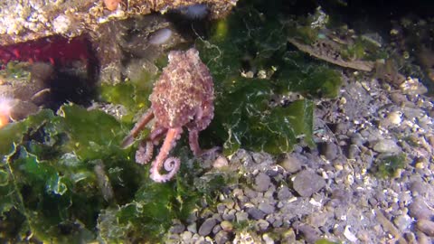 Weird Walking Octopus#rare sea creature#animal world