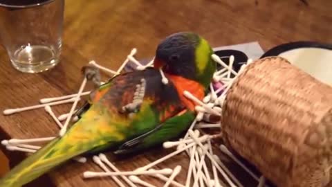 This Will Fundamentally Change the Way You Look at Parrot