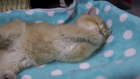 Cute kitten takes cute duckling to eat delicious food.