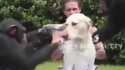 monkey taking bath a dog😳😘❤️#dog #animals #pet #shorts #dogfight #dognut cafe