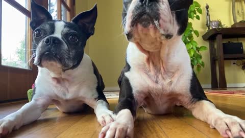 Boston Terriers on lockdown