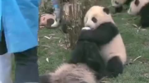 Panda Feeding Time