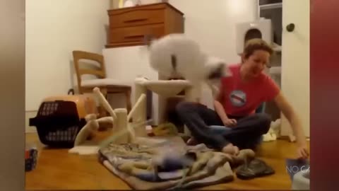 cute cat falling funny video