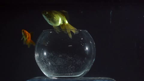 Goldfish Swimming Out of the Aquarium