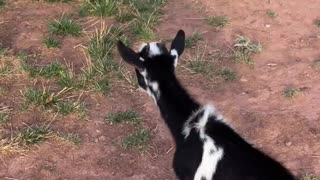 Tulip the Baby Goat: Headbutting and Chasing Cattle Dogs at H5 Ranch