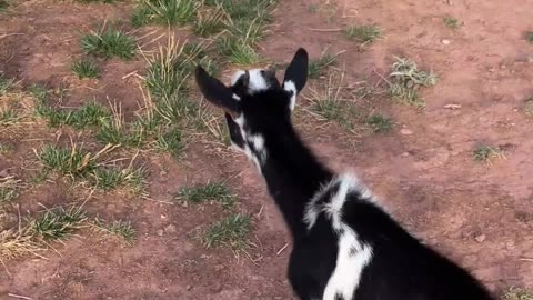 Tulip the Baby Goat: Headbutting and Chasing Cattle Dogs at H5 Ranch
