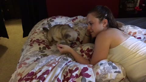 Dog humorously demands chest scratches from owner