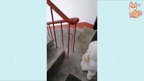 Talented dog walking up the stairs on two legs