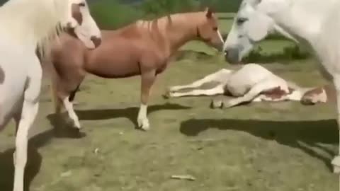 What are the ponies doing?