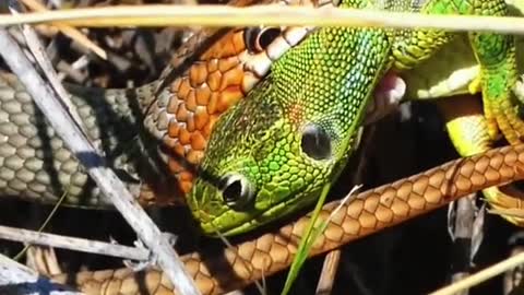Snake eats gecko😱#wildanimals #snake #gecko #animals(2)